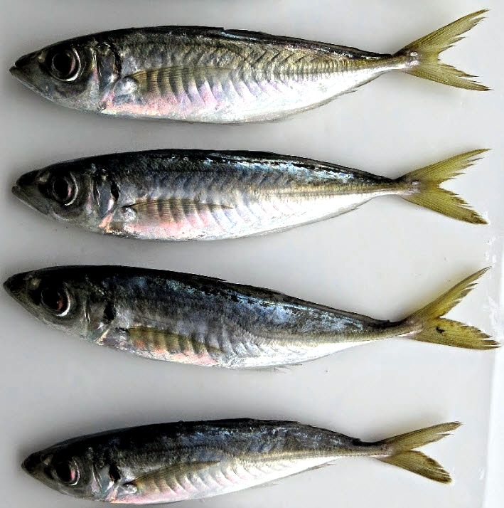 Trachurus mediterraneus_005